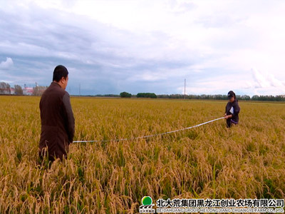 创业农场有限公司科学开展水稻试验示范项目测产工作