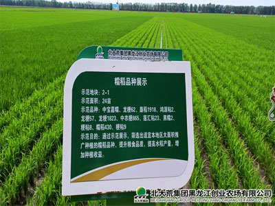 创业农场有限公司糯稻品种比武 助力稻米提质增效