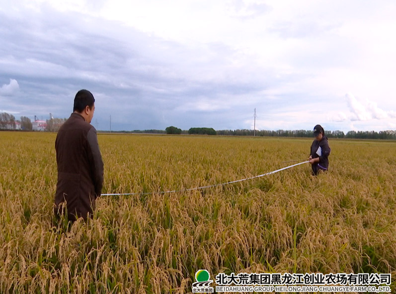 创业农场有限公司科学开展水稻试验示范项目测产工作